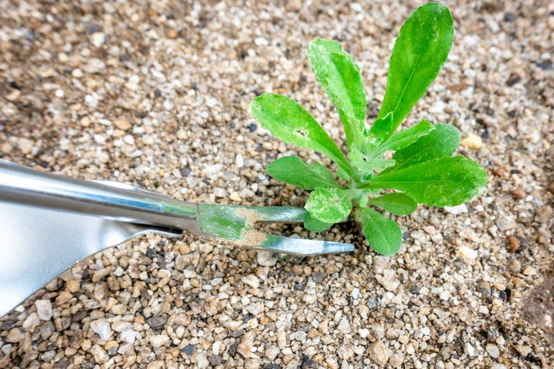 Flower Bed Weeding Service in Rockwall, TX