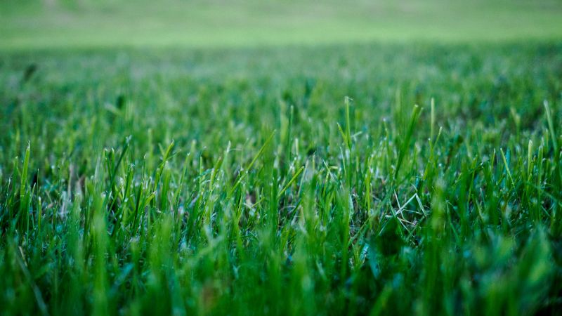 Healthy Lawn Close-Up