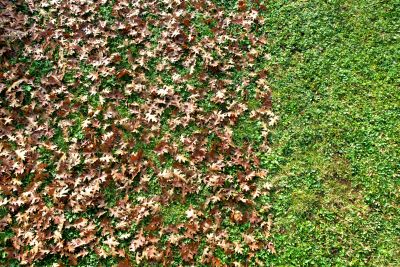 Leaf Removal in Ventura County, CA