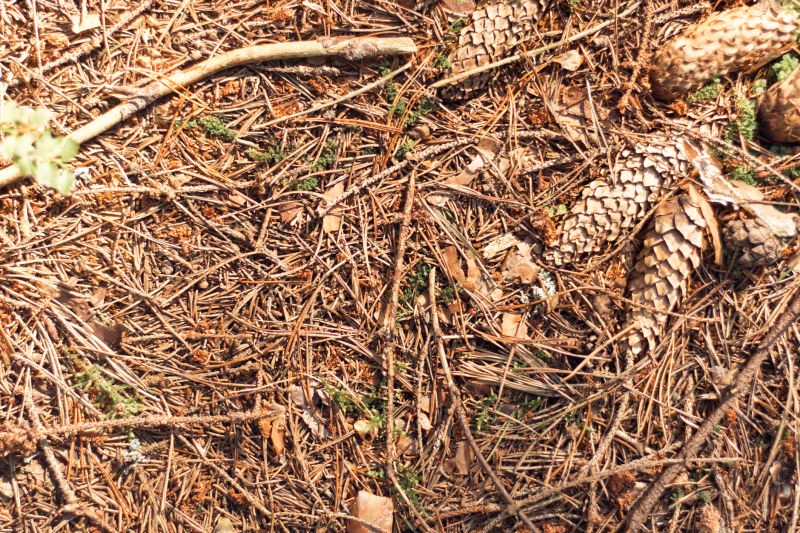 Pine Straw Raking in Ventura County, CA